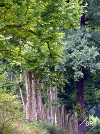 Baumreihe Treptower Park | Row of trees in Treptow Park | Rang&eacute;e d&#039;arbres dans Treptow Park